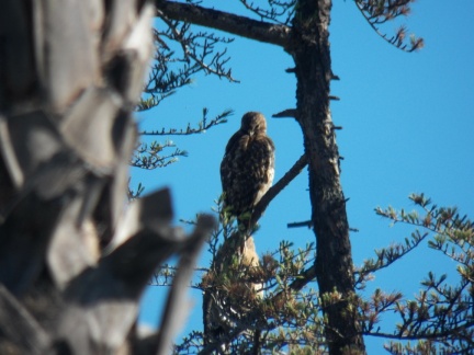 Hawks at Geek Hill - 026