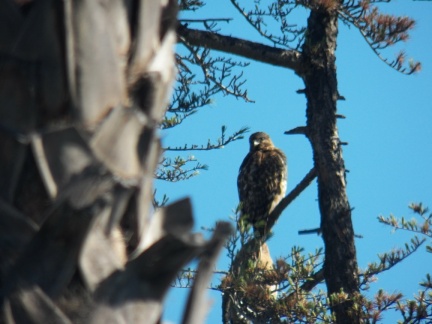 Hawks at Geek Hill - 027