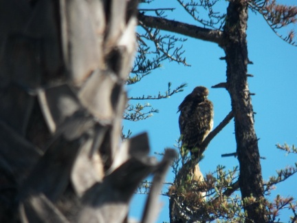 Hawks at Geek Hill - 028