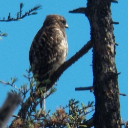 Hawks