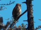 Hawks