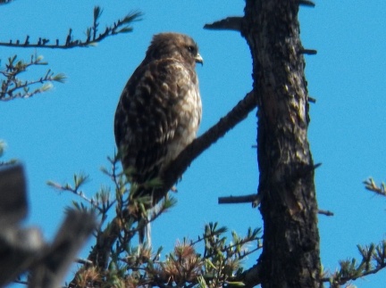 Hawks at Geek Hill - 030