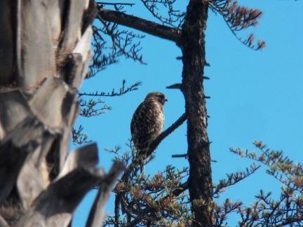 Hawks at Geek Hill - 031