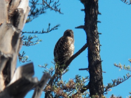 Hawks at Geek Hill - 033