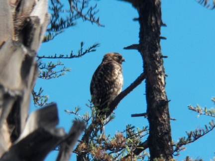 Hawks at Geek Hill - 034