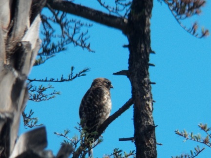 Hawks at Geek Hill - 035