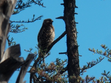 Hawks at Geek Hill - 036