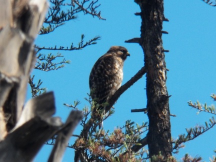 Hawks at Geek Hill - 037