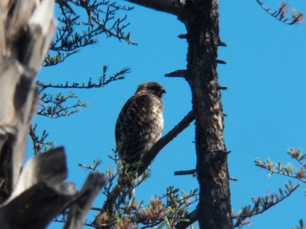Hawks at Geek Hill - 038