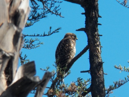 Hawks at Geek Hill - 039