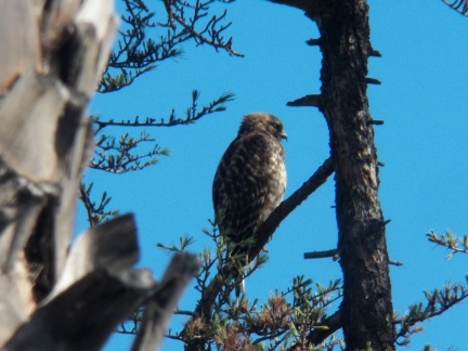 Hawks at Geek Hill - 040