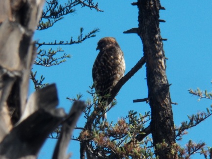 Hawks at Geek Hill - 041