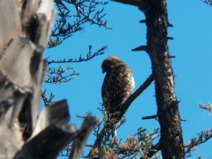 Hawks at Geek Hill - 043