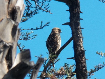Hawks at Geek Hill - 044