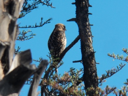 Hawks at Geek Hill - 045