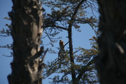 Hawks at Geek Hill - 099