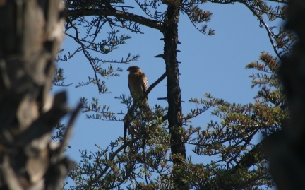 Hawks at Geek Hill - 101