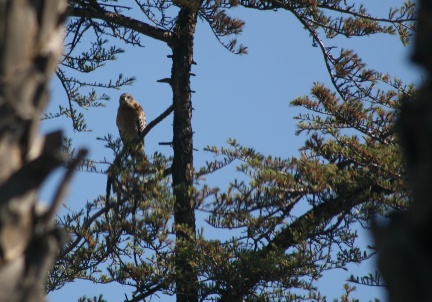 Hawks at Geek Hill - 103