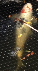 Koi in the Rain-002