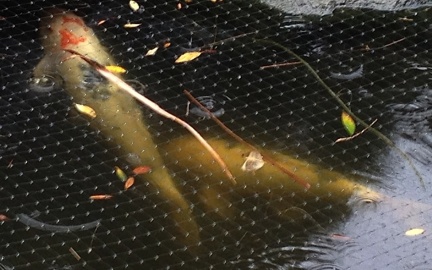 Koi in the Rain-003