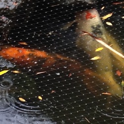 Koi-Pond