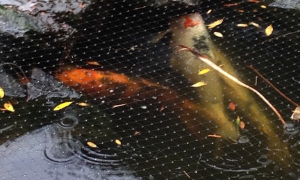 Koi in the Rain-004