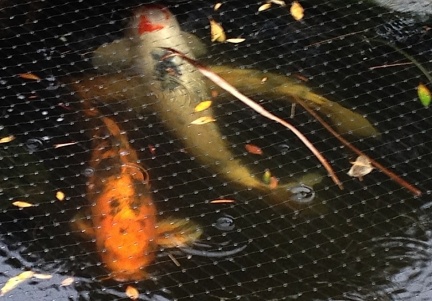 Koi in the Rain-005