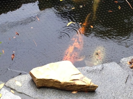 Koi in the Rain-006