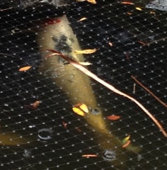 Koi in the Rain-007