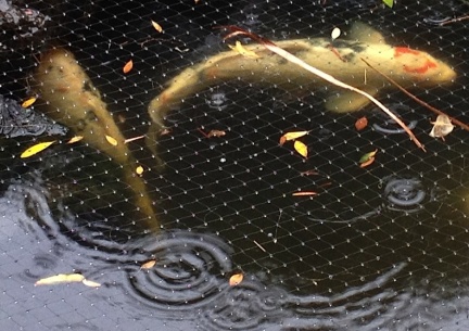 Koi in the Rain-008