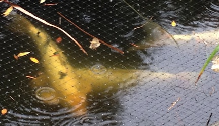 Koi in the Rain-009