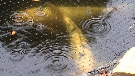 Koi in the Rain-010