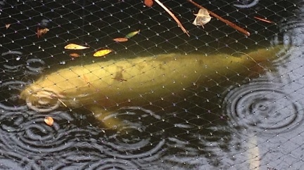 Koi in the Rain-011