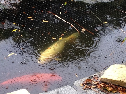 Koi in the Rain-012