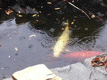 Koi in the Rain-013