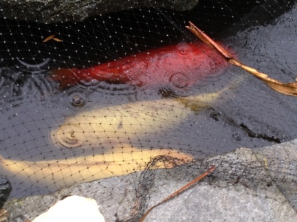 Koi in the Rain-014