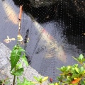 Koi in the Rain-015