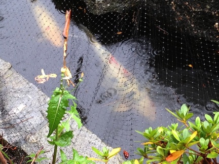 Koi in the Rain-015