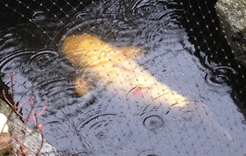Koi_in_the_Rain-016.jpg