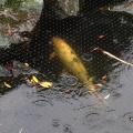 Koi in the Rain-017
