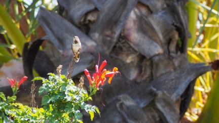 Hummingbird-April-12-2015--100