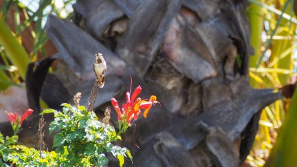 Hummingbird-April-12-2015--101
