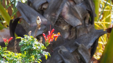 Hummingbird-April-12-2015--102
