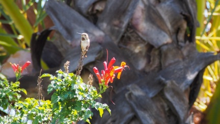 Hummingbird-April-12-2015--103