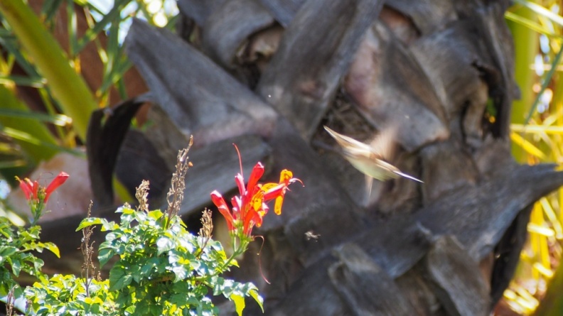 Hummingbird-April-12-2015--104