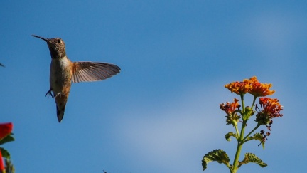 Hummingbird-Geek-Hill-April-29-2015-10