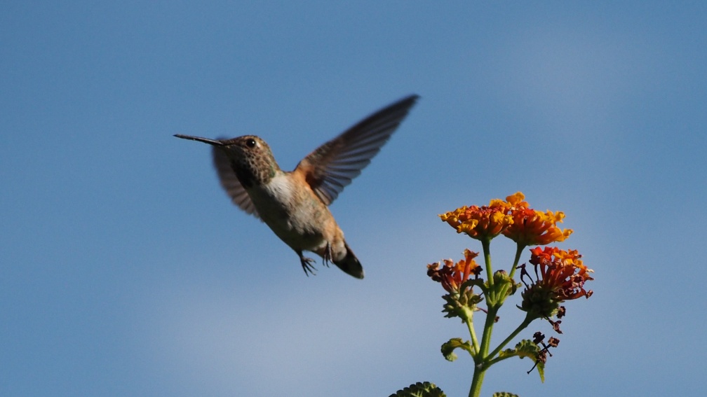 Hummingbird-Geek-Hill-April-29-2015-11