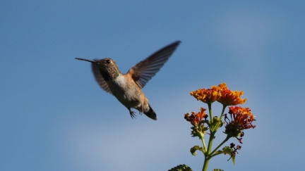 Hummingbird-Geek-Hill-April-29-2015-11