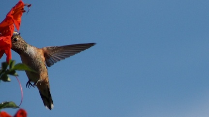 Hummingbird-Geek-Hill-April-29-2015-12