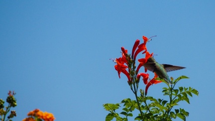 Hummingbird-Geek-Hill-June-6-2015-100